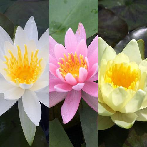 Amazon｜（ビオトープ）睡蓮 温帯性睡蓮（スイレン）3色セット 桃・黄